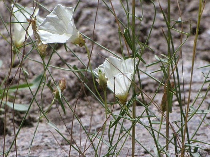 Convolvulus pseudoscammonia