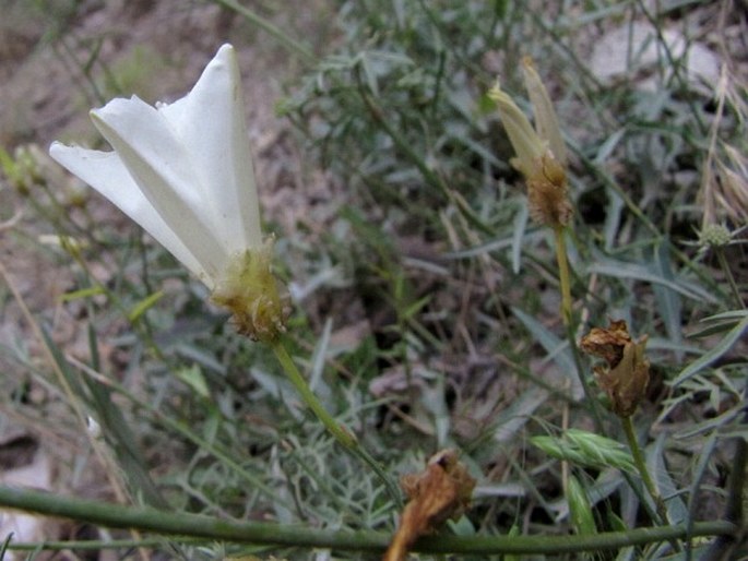 Convolvulus pseudoscammonia