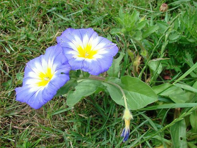 Convolvulus tricolor