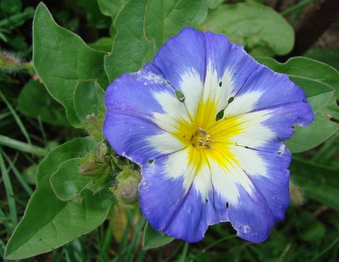 Convolvulus tricolor