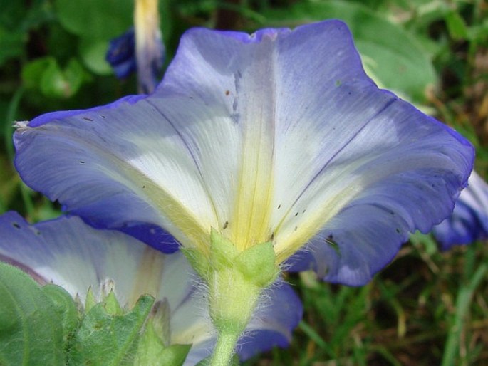 Convolvulus tricolor