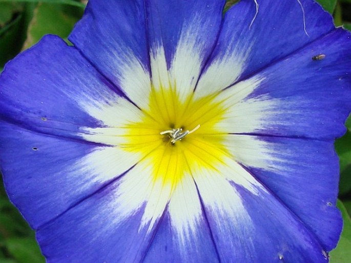 Convolvulus tricolor