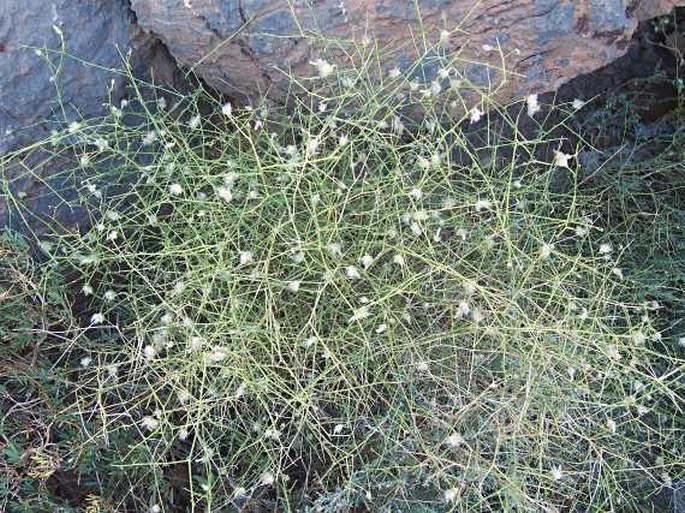 Convolvulus virgatus