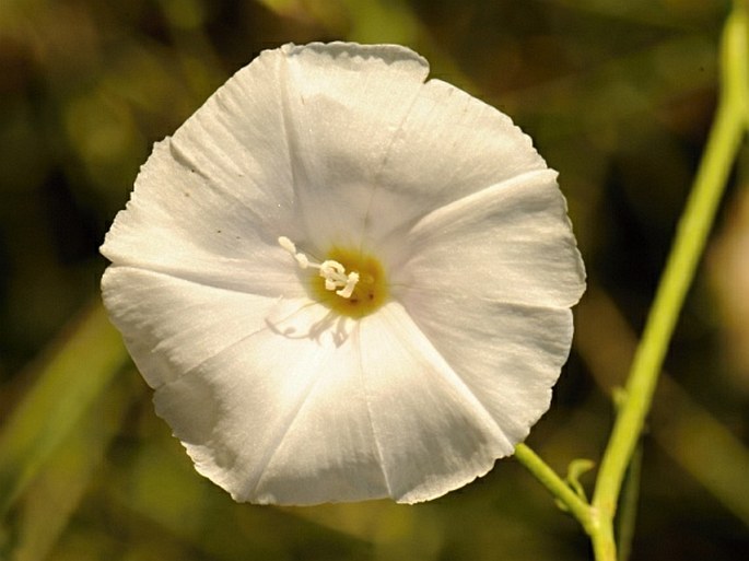 Convolvulus virgatus