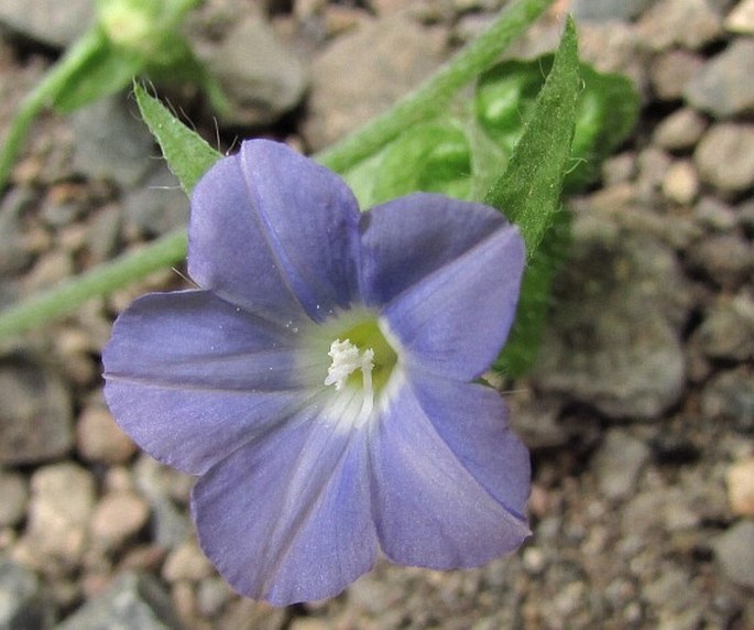 Convolvulus siculus