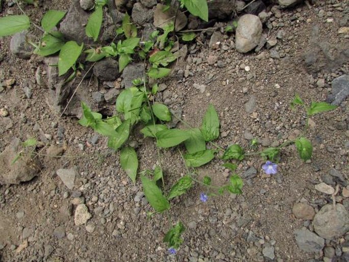 Convolvulus siculus