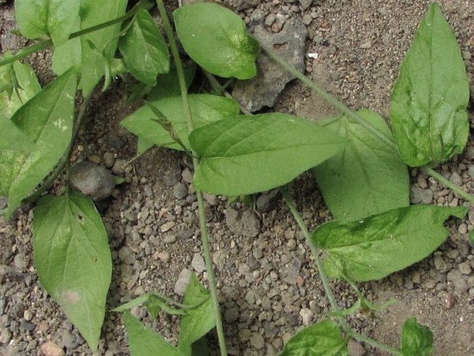 Convolvulus siculus