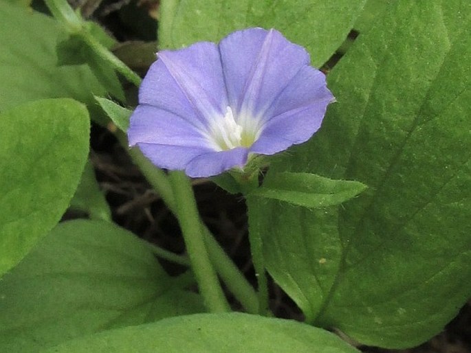 Convolvulus siculus