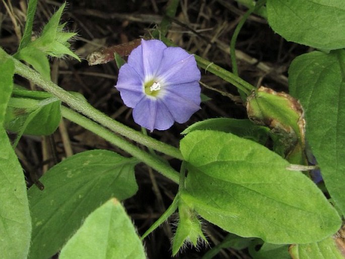 Convolvulus siculus