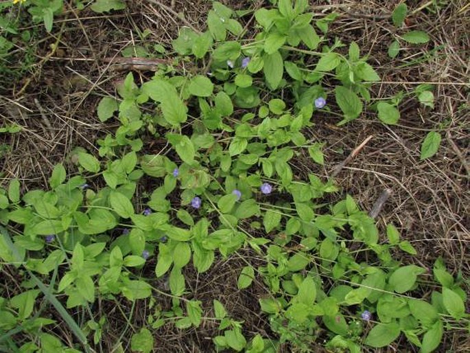 Convolvulus siculus