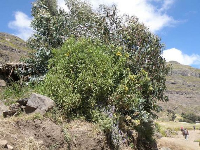 Nidorella vernonioides