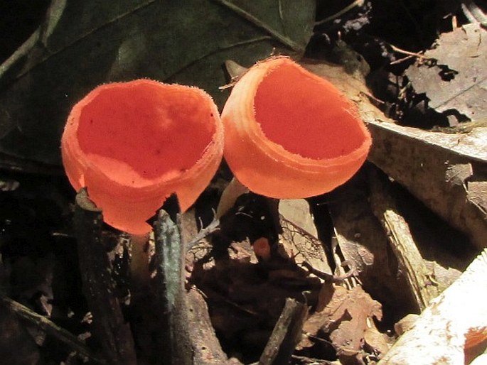 Cookeina speciosa