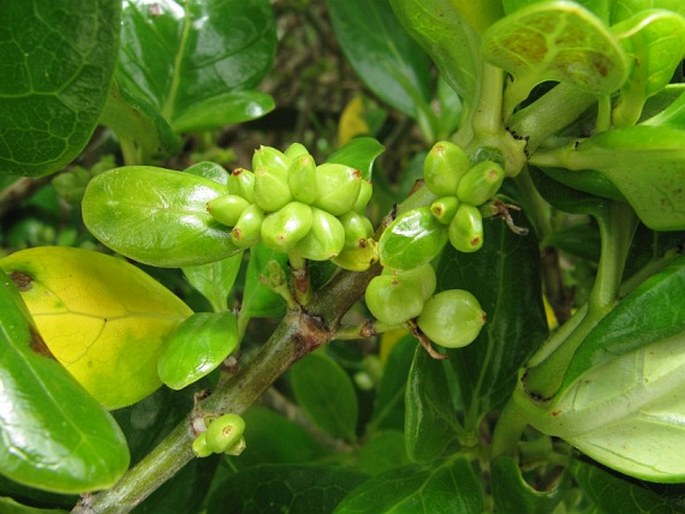 Coprosma repens