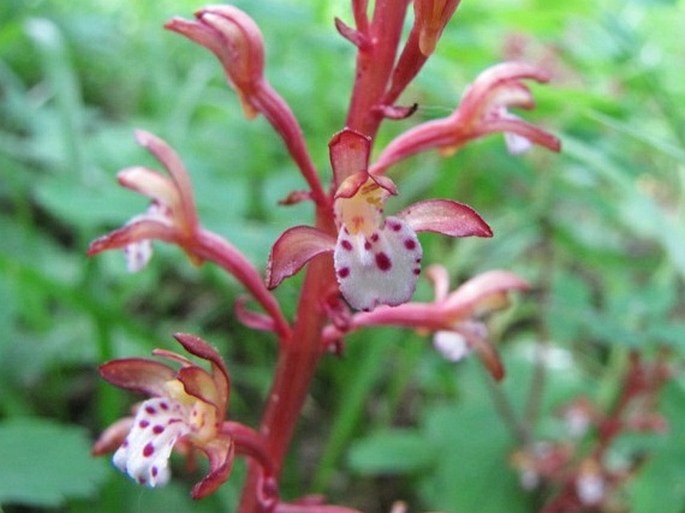 Corallorhiza maculata