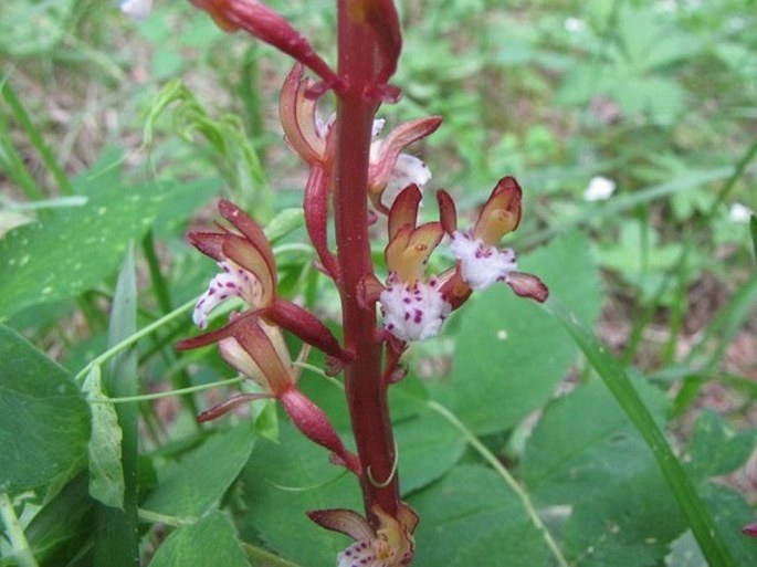 Corallorhiza maculata