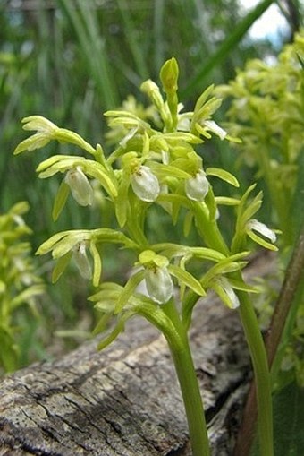 Corallorhiza trifida