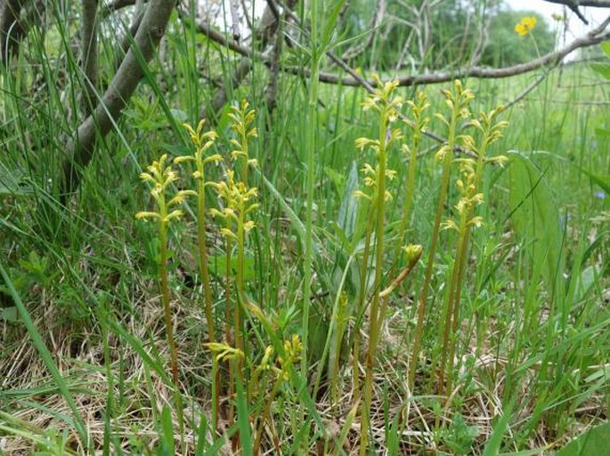 Corallorhiza trifida