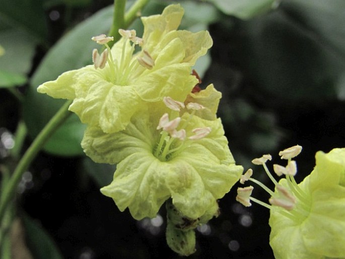 Cordia dentata