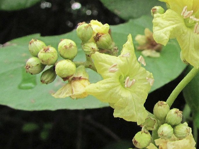 Cordia dentata