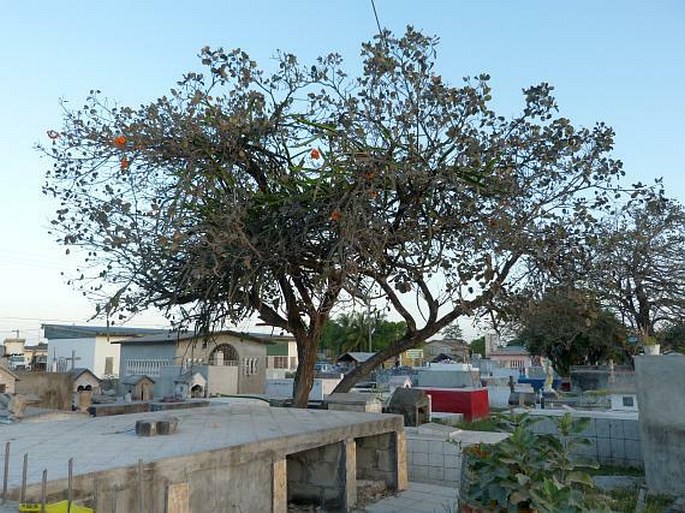 Cordia dodecandra