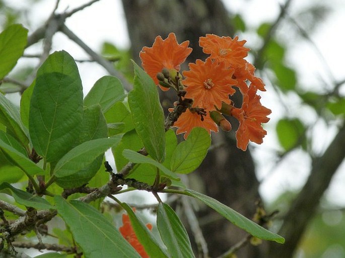 Cordia dodecandra