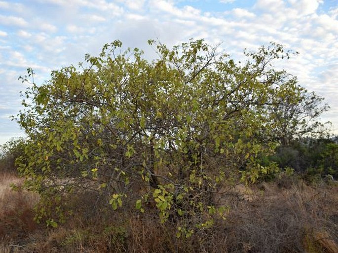 Cordia lutea