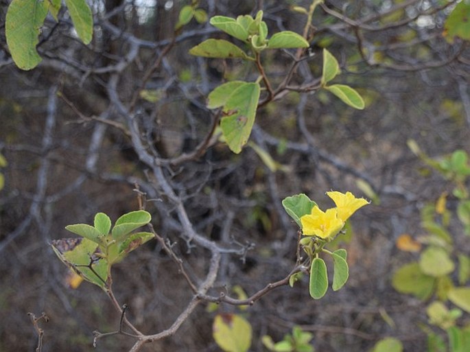 Cordia lutea