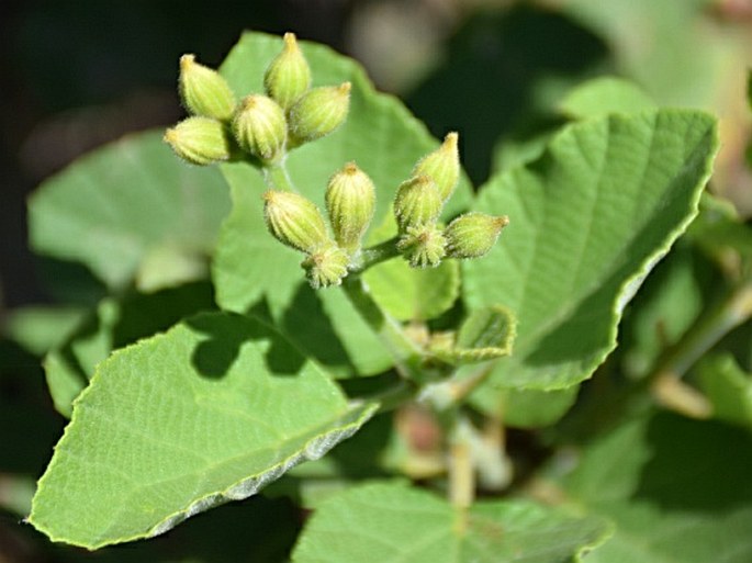 Cordia lutea