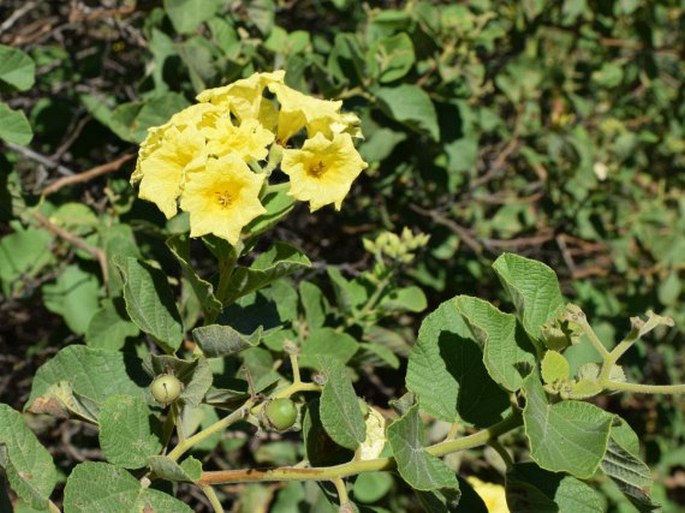 Cordia lutea