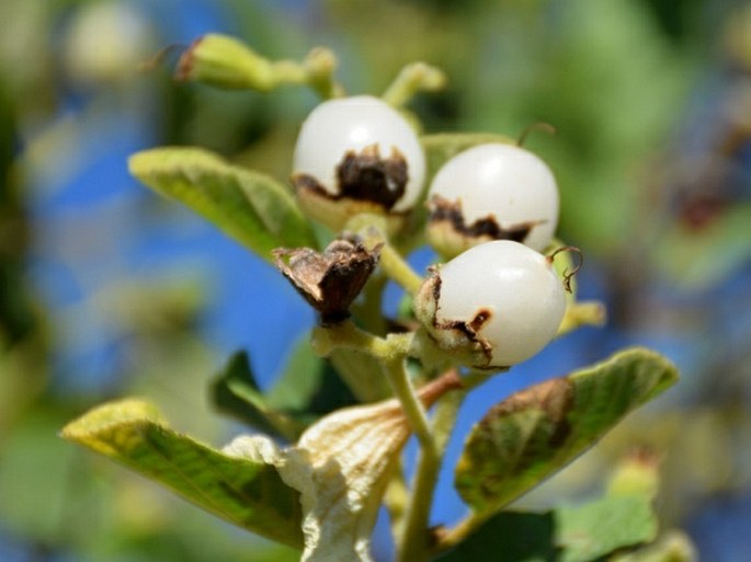 Cordia lutea