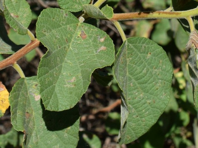 Cordia lutea