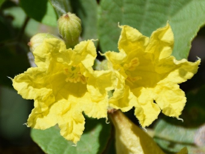 Cordia lutea