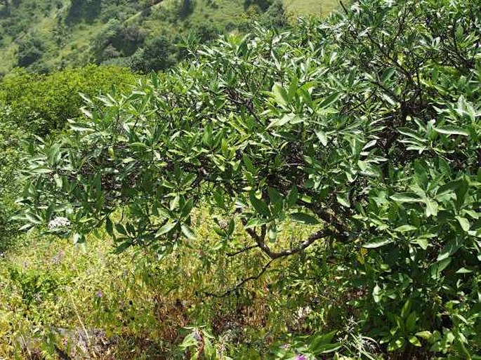 Cordia sinensis