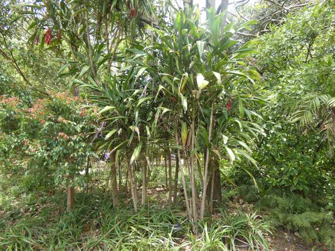 Cordyline petiolaris