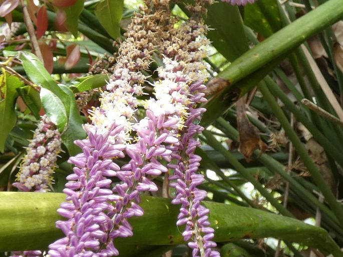 Cordyline petiolaris