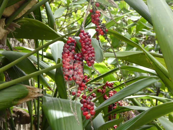 Cordyline petiolaris