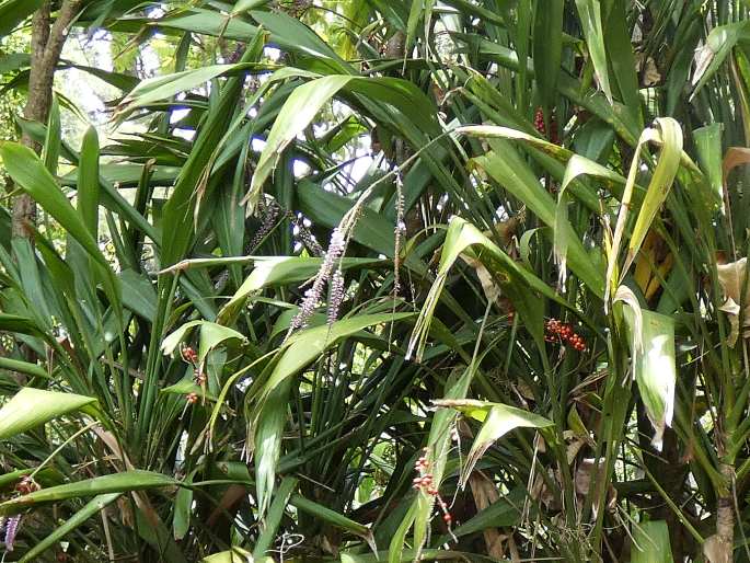 Cordyline petiolaris