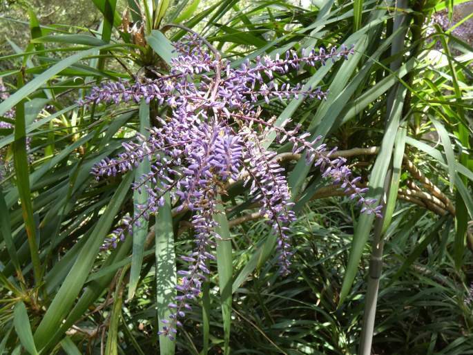 Cordyline stricta