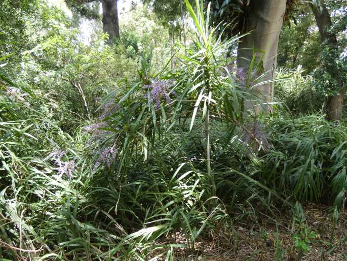 Cordyline stricta