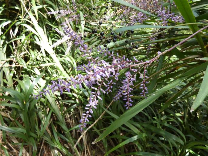 Cordyline stricta