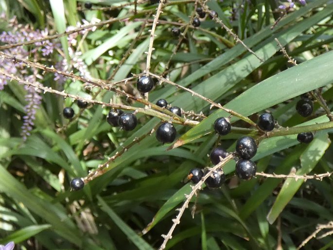 Cordyline stricta