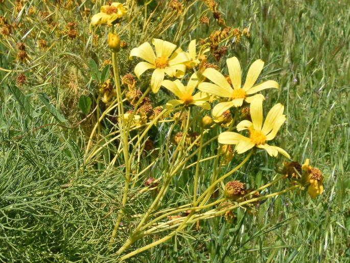 Coreopsis gigantea