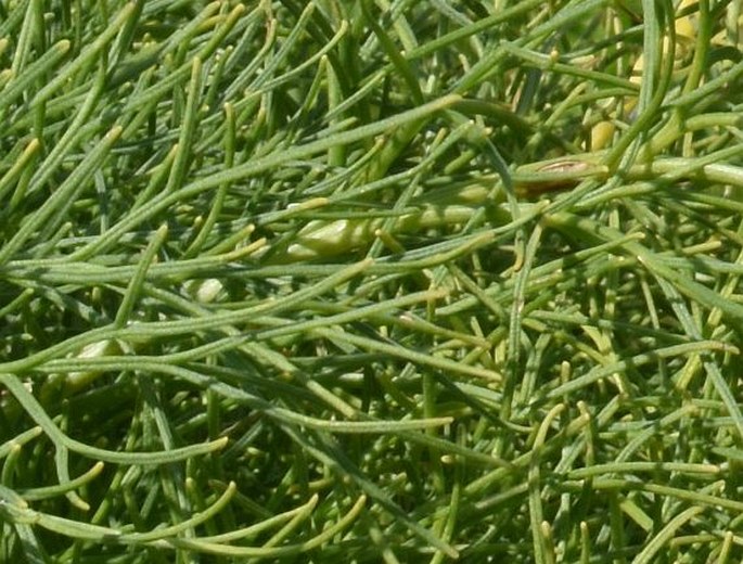 Coreopsis gigantea