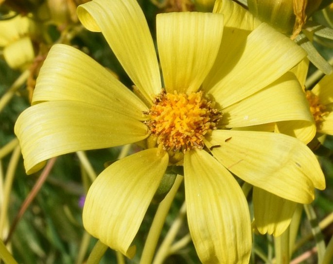 Coreopsis gigantea