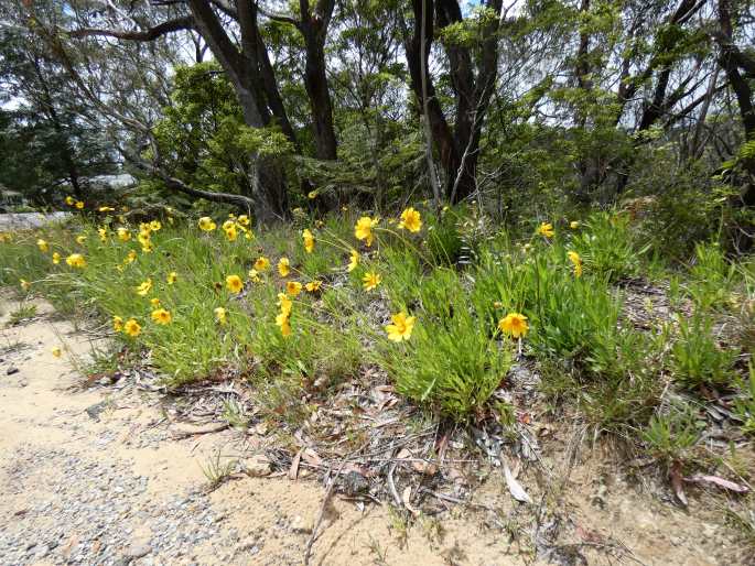 Coreopsis lanceolata