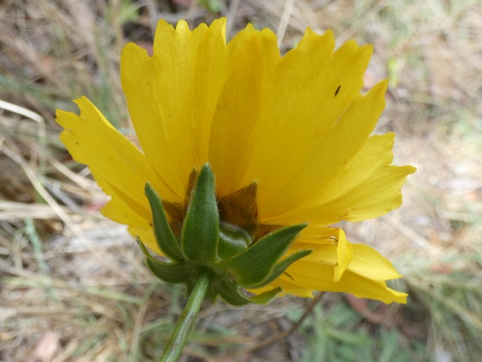 Coreopsis lanceolata