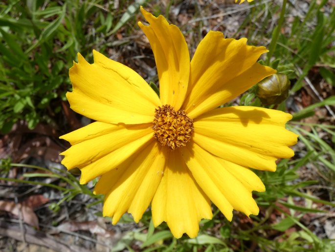 Coreopsis lanceolata