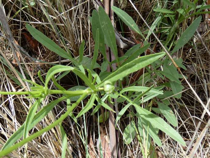 Coreopsis lanceolata