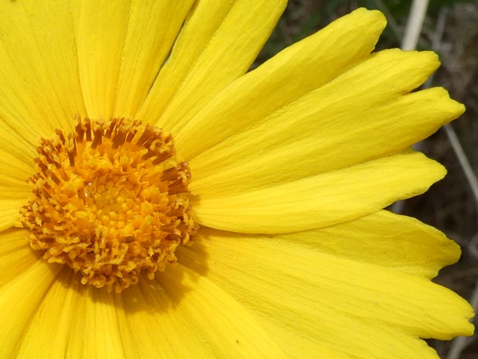 Coreopsis lanceolata