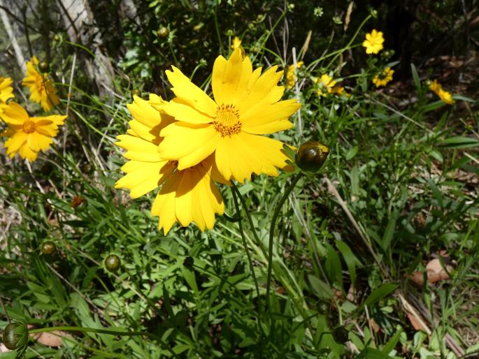 Coreopsis lanceolata